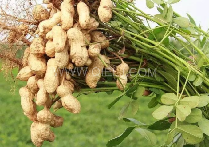 企鵝機械提供全套花生油提取設備，服務周到獲稱贊(圖1)